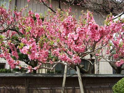 sakura2.jpg